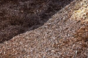 L'uso della biomassa forestale come energia rinnovabile è fondamentale per prevenire gli incendi 6504421ed0b7d